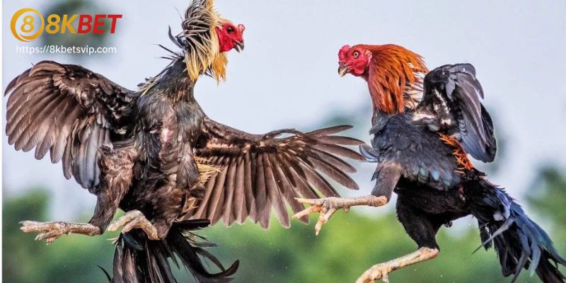 Các loại kèo trong đá gà online